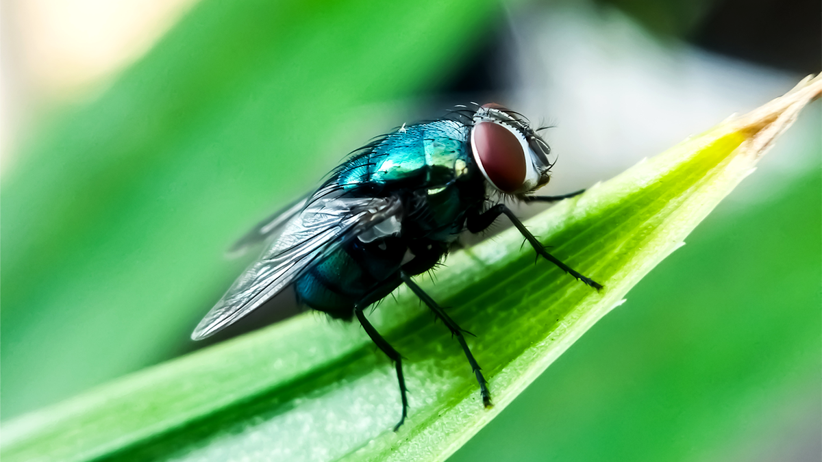 Gov Abbott issues disaster declaration to prevent screwworm fly infestation from spreading into Texas at george magazine