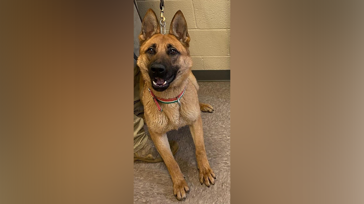 Federal officials say anti-ICE agitators 'going after the dogs' following Minneapolis kennel incident at george magazine