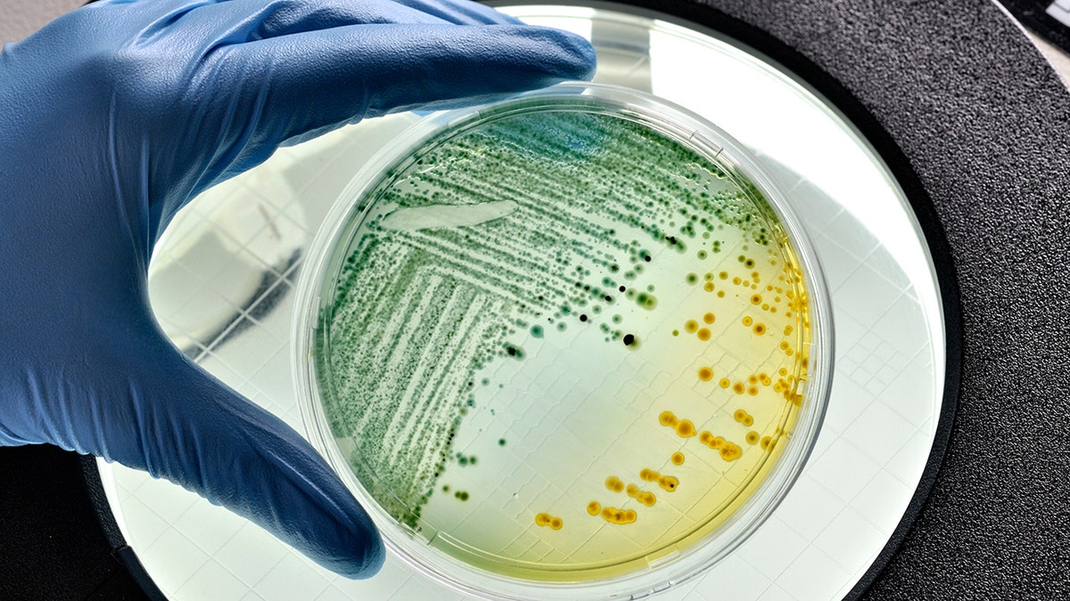 Space experiments reveal new way to fight drug-resistant superbugs, scientists say at george magazine