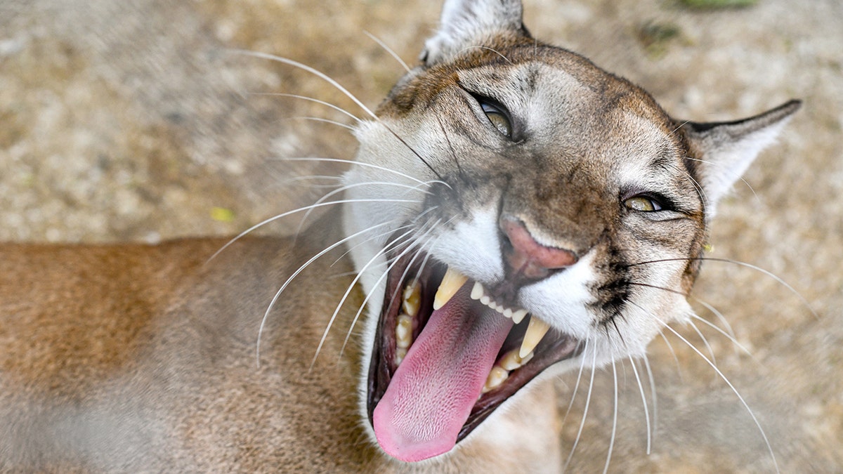 Woman suspected to have been killed in Colorado's first fatal mountain lion attack in over two decades at george magazine