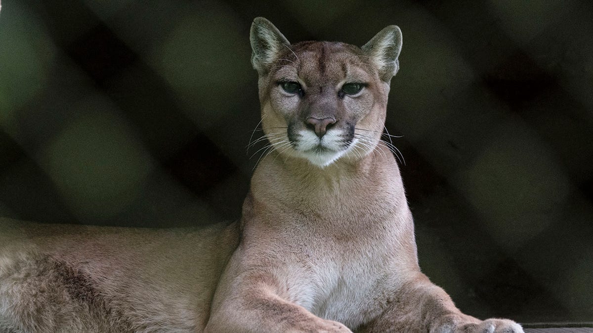 Runner fought off mountain lion with stick just weeks before fatal attack on same Colorado trail at george magazine