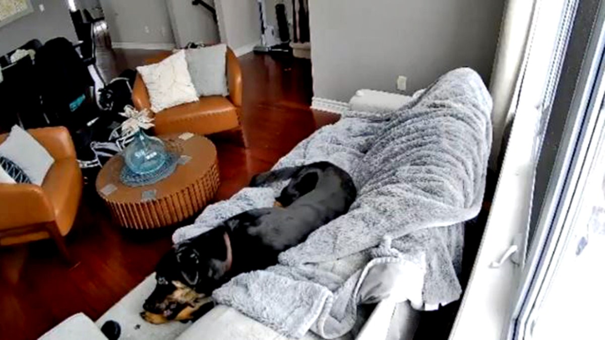 Family dog rescued after chewing battery-powered heated glove, sparking house fire at george magazine