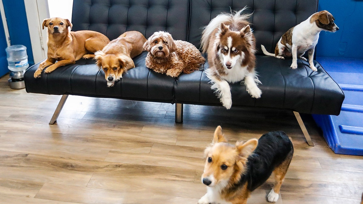 AI robot brings emotional care to pets at george magazine