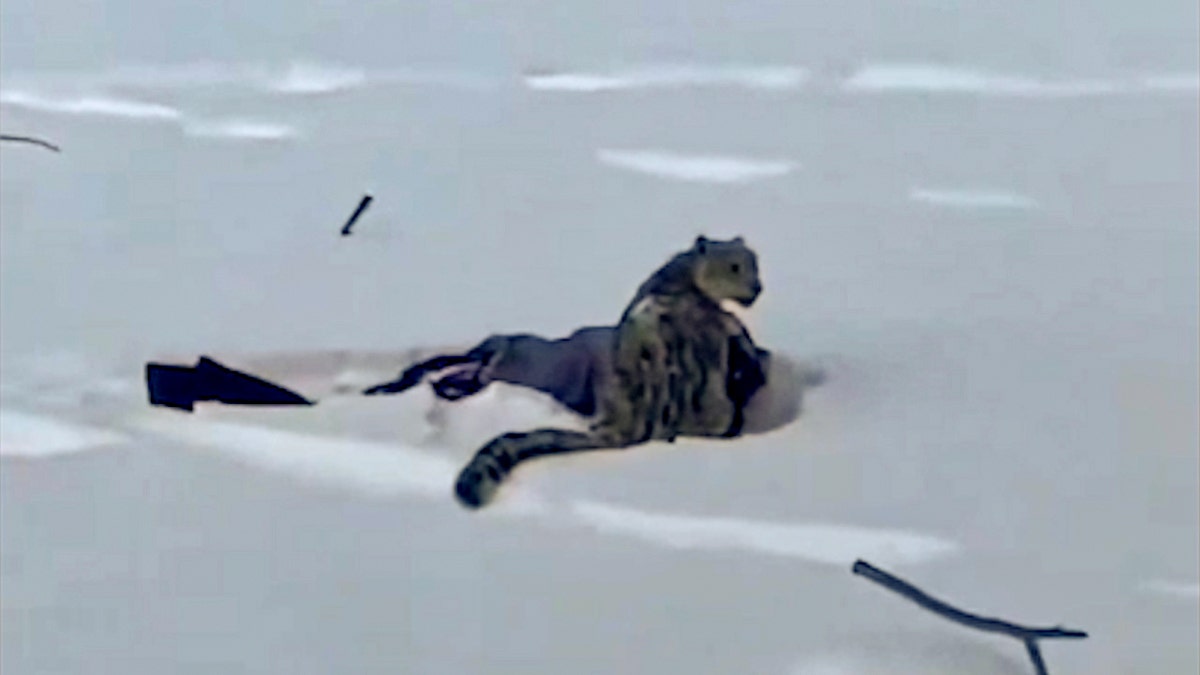 Skier suffers brutal mauling after stepping within 10 feet of snow leopard for photo, video shows at george magazine