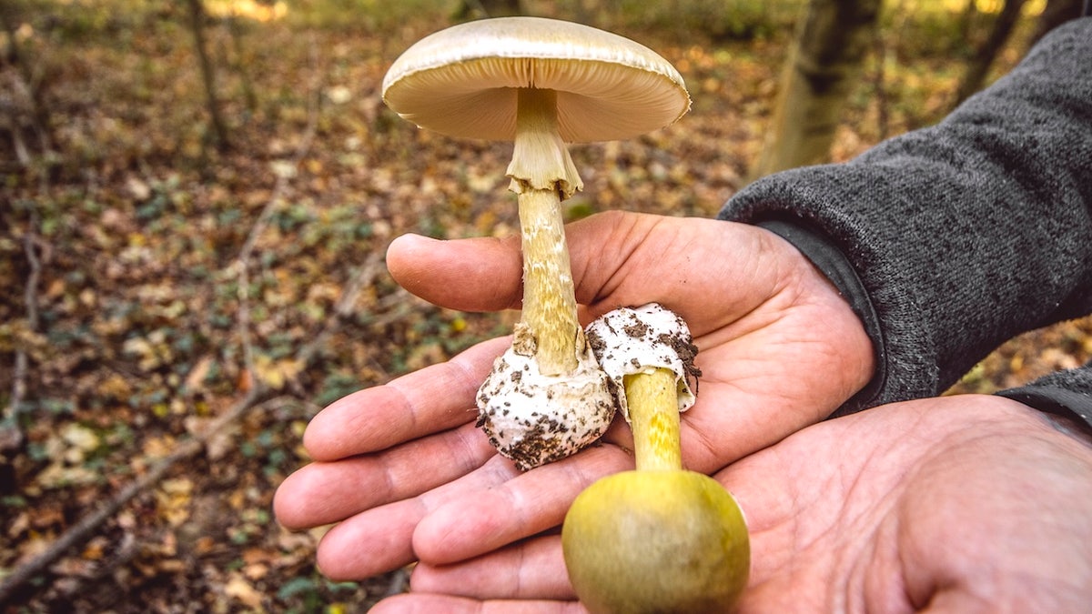 Toxic wild mushrooms linked to 3 deaths as state officials issue urgent warning at george magazine