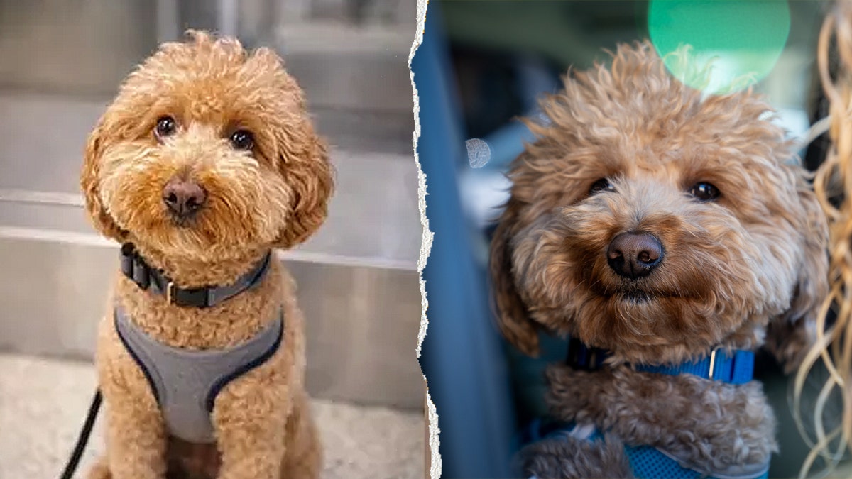 Dog abandoned at Las Vegas airport adopted by the same officer who helped rescue him at george magazine