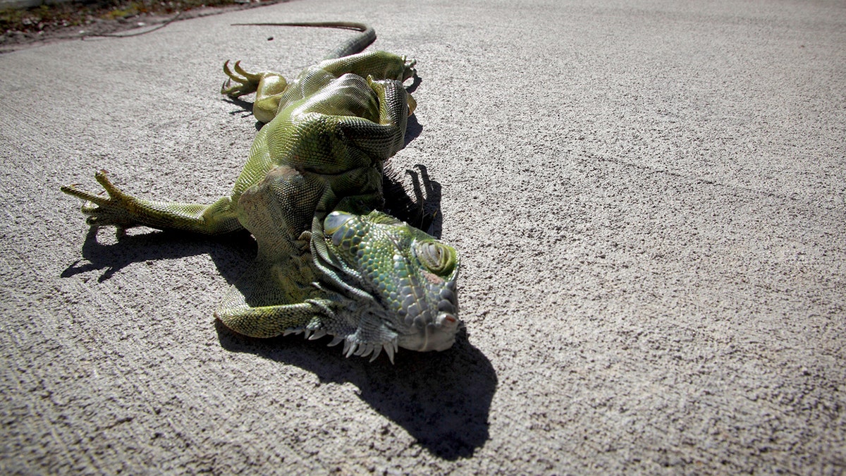 State's rare freeze gives residents and visitors green light to collect stunned invasive iguanas at george magazine