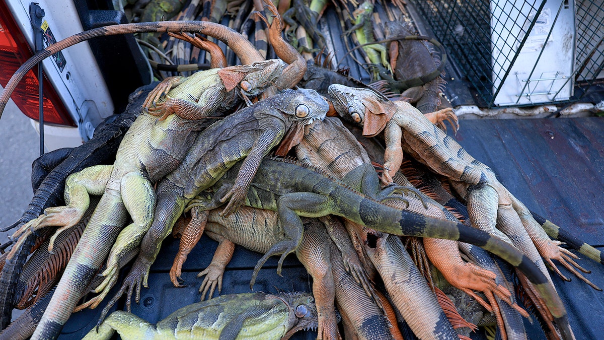 Over 5,000 cold-stunned iguanas removed in two days during state's record freeze at george magazine