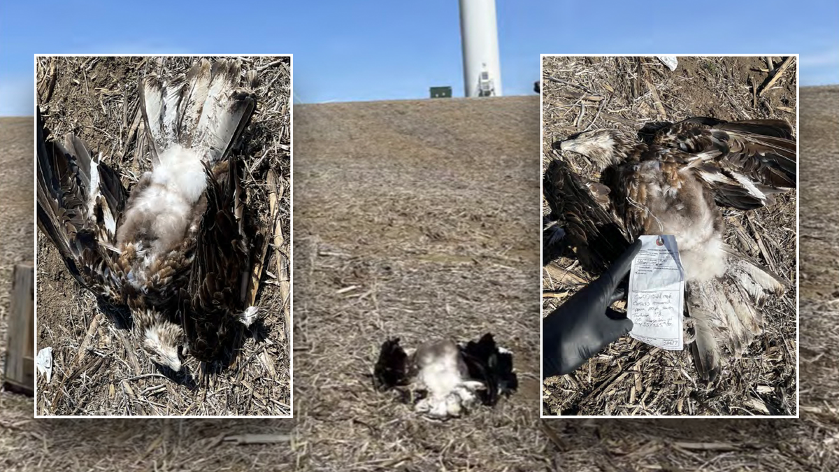 Minnesota green energy program funded by Obama fined for killing bald eagle: ‘National treasure’ at george magazine