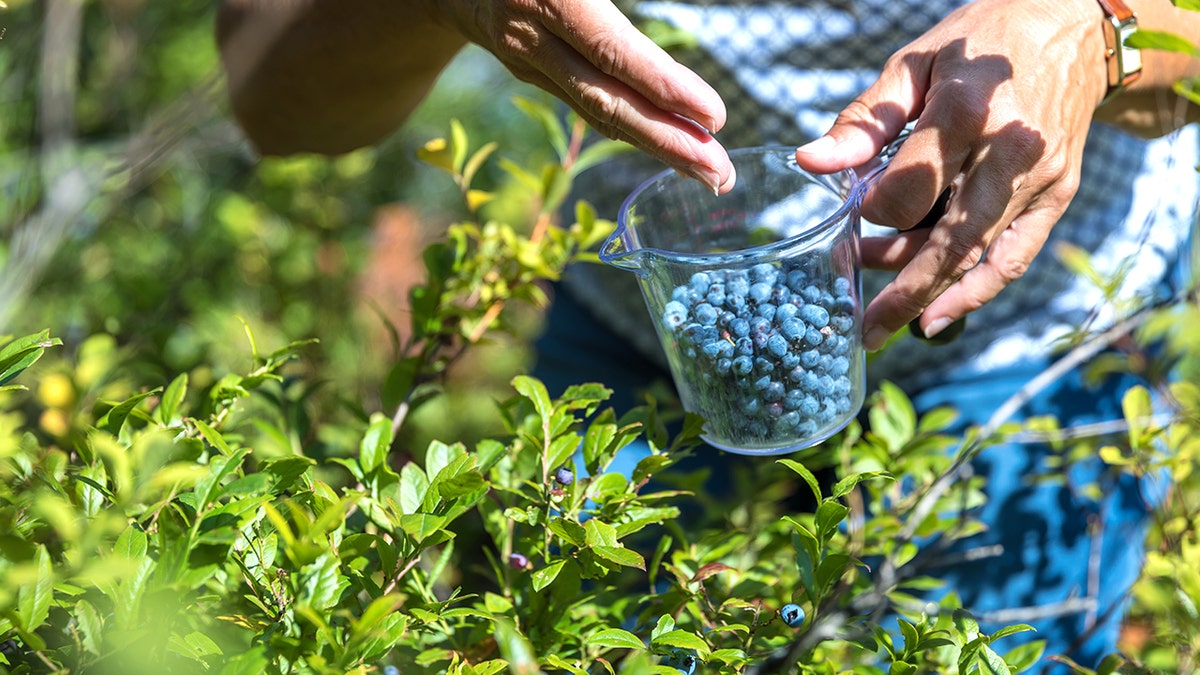 Ancient berry may improve blood vessel function — most people overlook it in the freezer aisle at george magazine