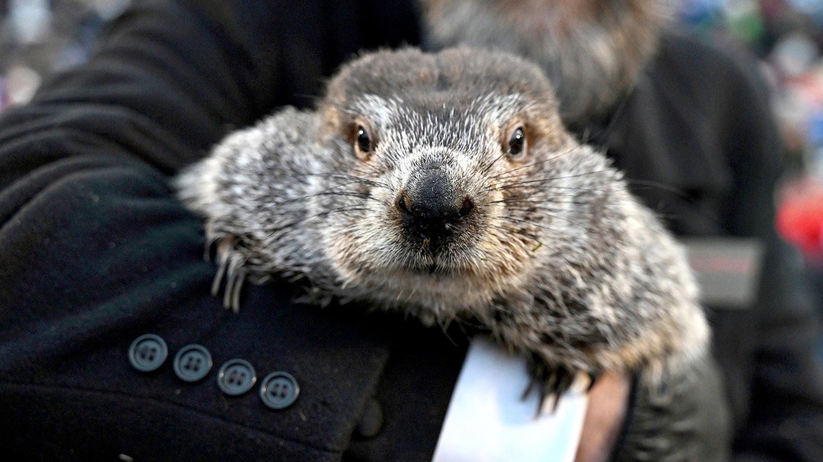 Groundhog Day: Punxsutawney Phil makes 140th weather prediction at george magazine
