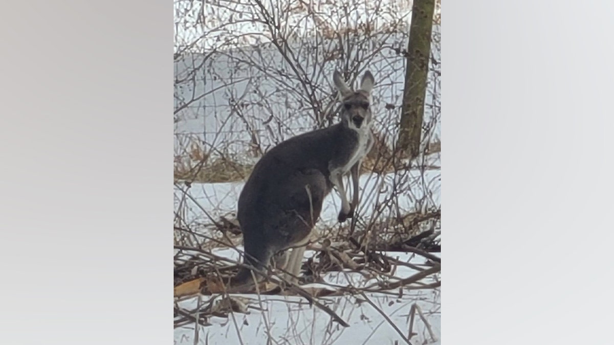 Escaped kangaroo blocks Virginia highway after being chased by hunting dogs, officials say at george magazine
