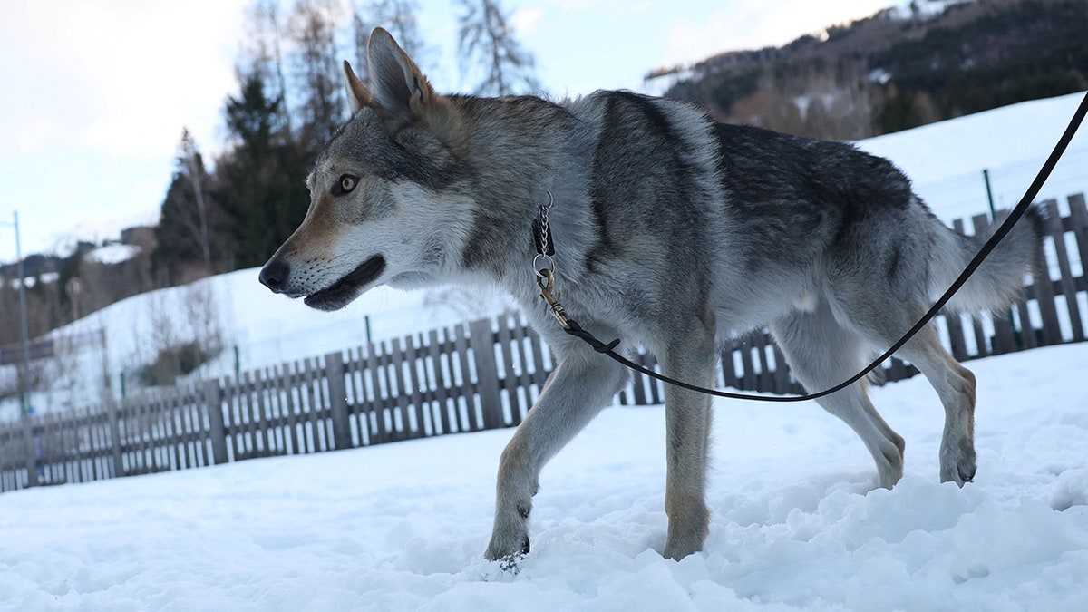 Nazgul’s owners detail wolfdog’s escape before viral Olympic cross-country race cameo at george magazine