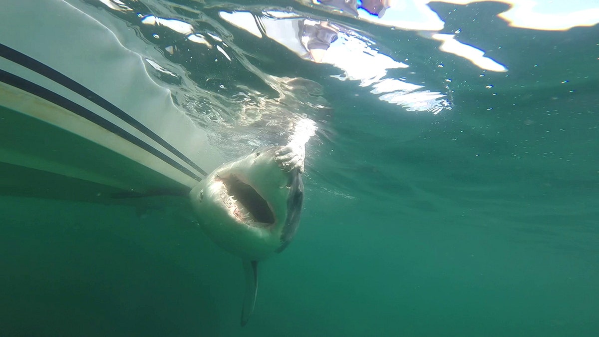 Massive great white shark detected by researchers off Mississippi coast in rare Gulf migration at george magazine