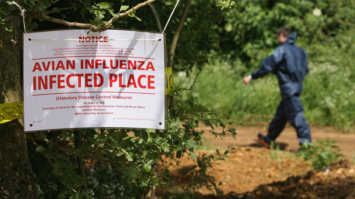 Highway shut down after waste truck carrying dead bird flu ducks crashes in northern Indiana at george magazine