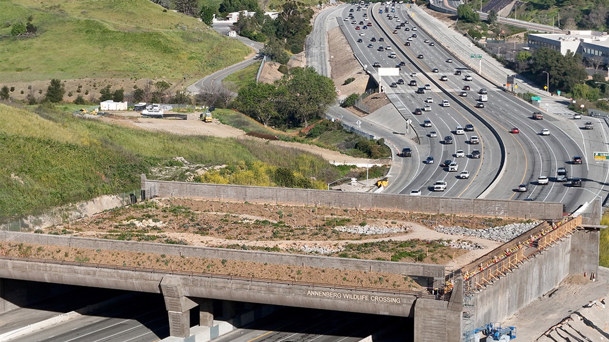 Duffy mocks Newsom’s ‘bridges to nowhere’ as California wildlife crossing overruns by $21M at george magazine
