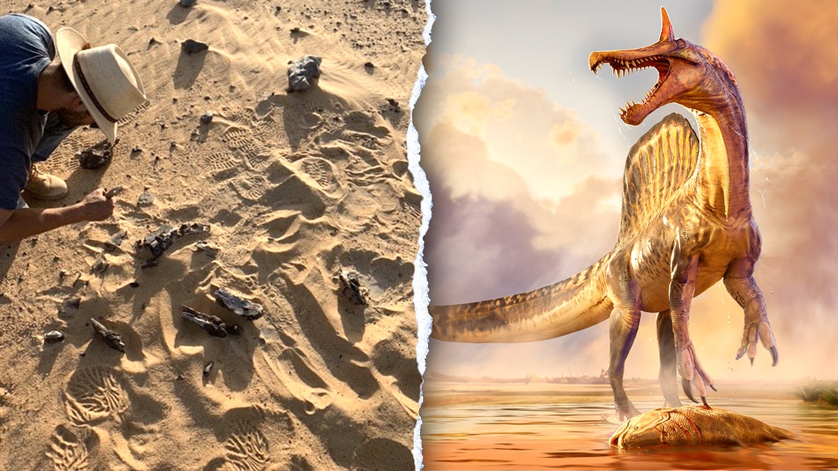 New 'hell heron' Spinosaurus species found in remote Sahara 70 years after fossil clue at george magazine
