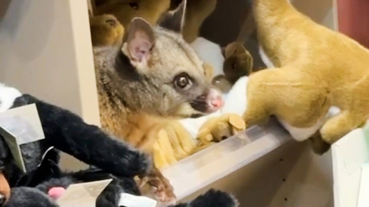 Live possum discovered hiding among plush toys in an Australian airport gift shop at george magazine