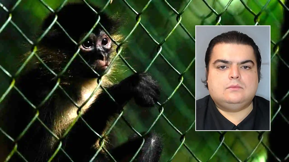 'Deeply disturbing' animal cruelty operation involving baby monkeys busted by ICE investigation at george magazine