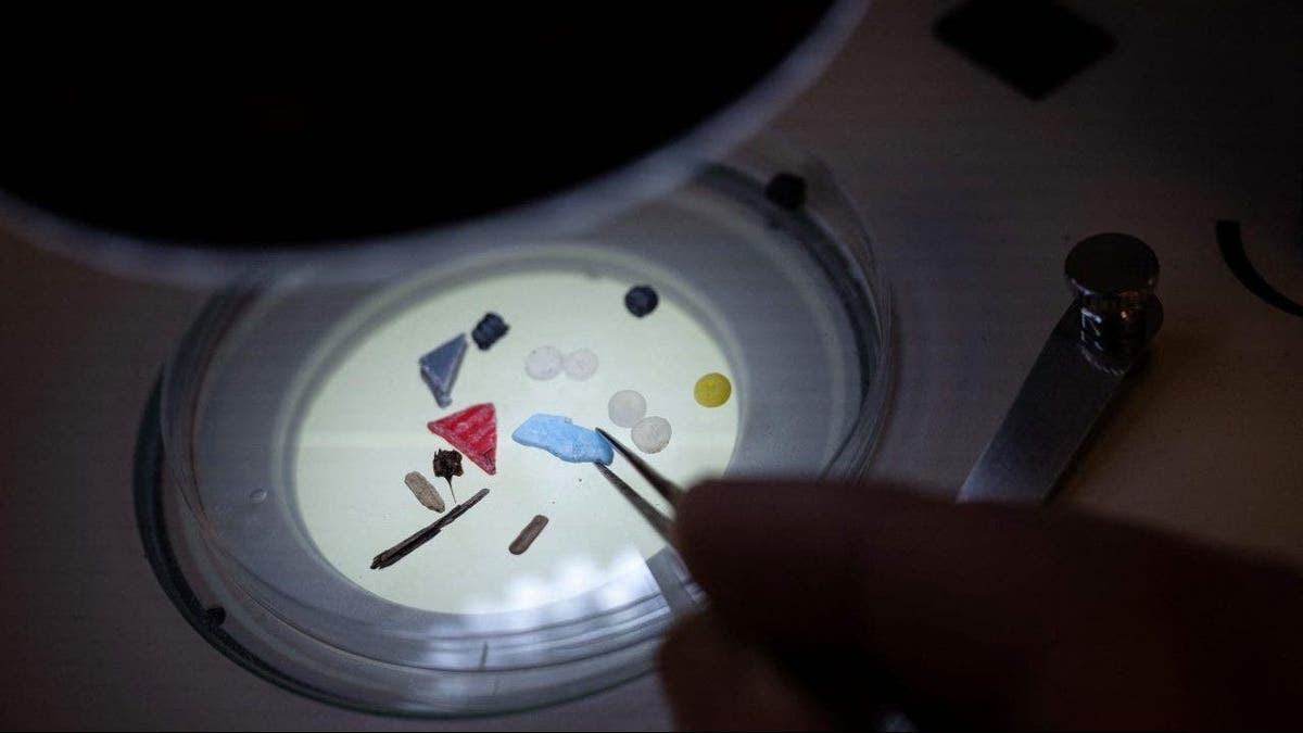 Professor Richard Thompson analyzing microplastics under a microscope in a laboratory