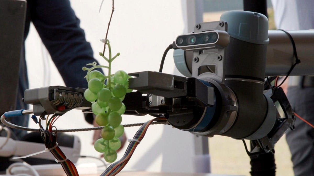 AI powered tool detecting green grapes ripeness.