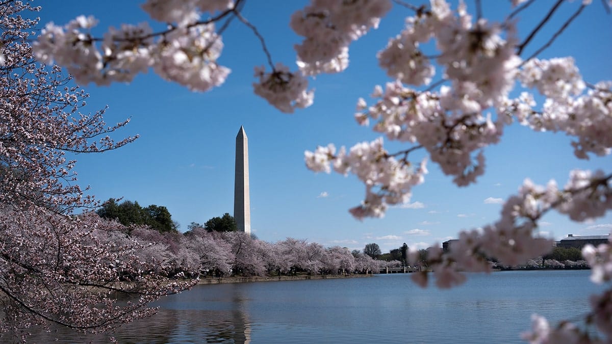 Cherry blossoms blooming near the Washington Monument along the Tidal Basin in Washington, D.C.