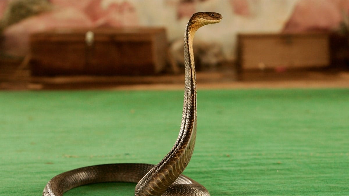 cobra on green floor