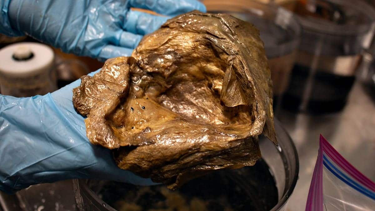 A scientist in latex gloves holds the mysterious golden orb