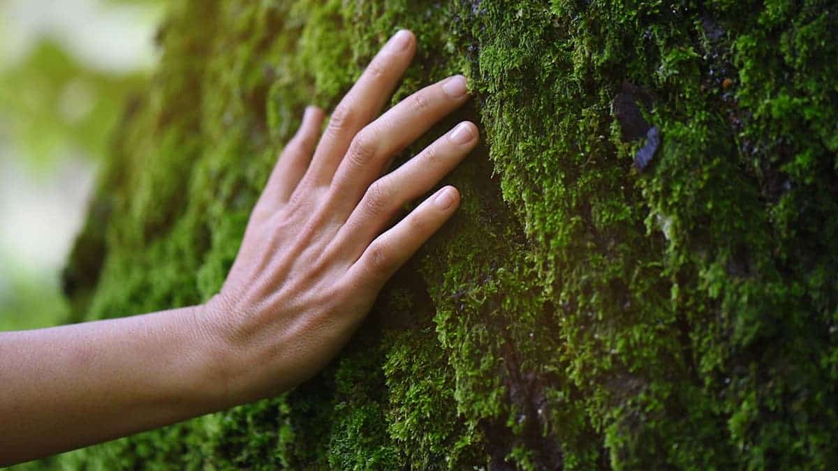 hand touching moss