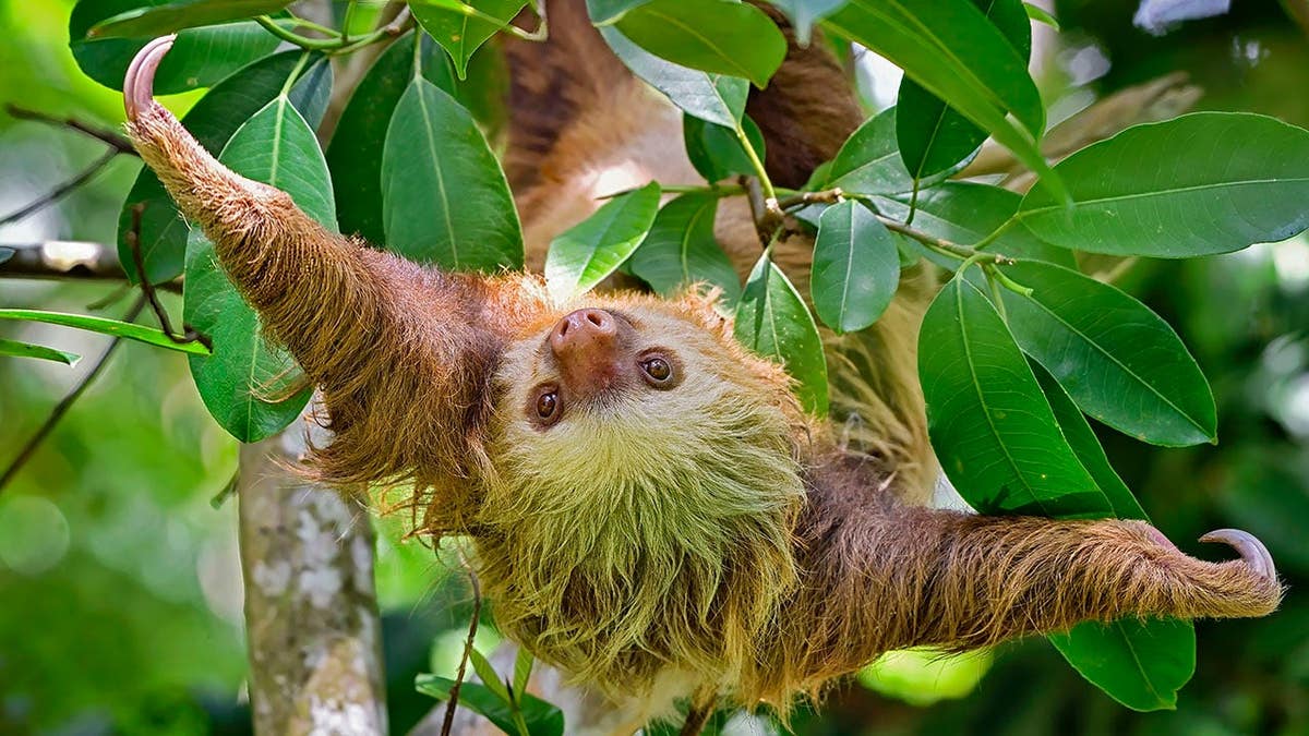 A two-toed sloth hanging with arms stretched wide in a tree