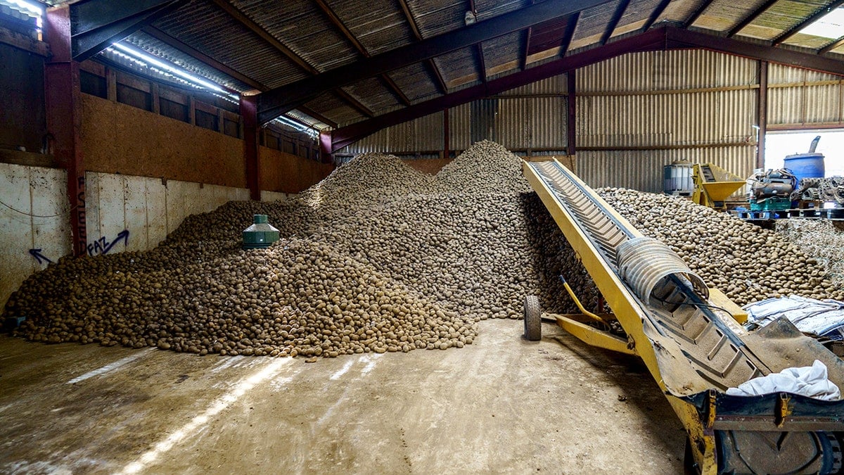 Large piles of harvested potatoes stored inside an agricultural warehouse with conveyor belt equipment.