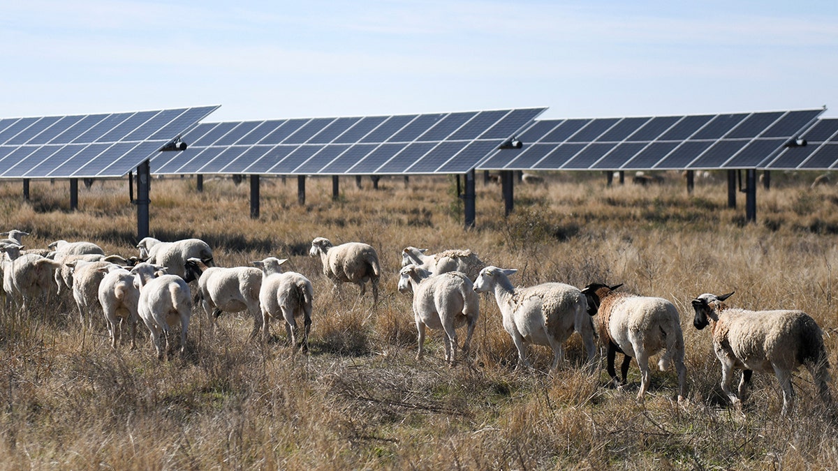 Sheep grazing near Texas solar panels