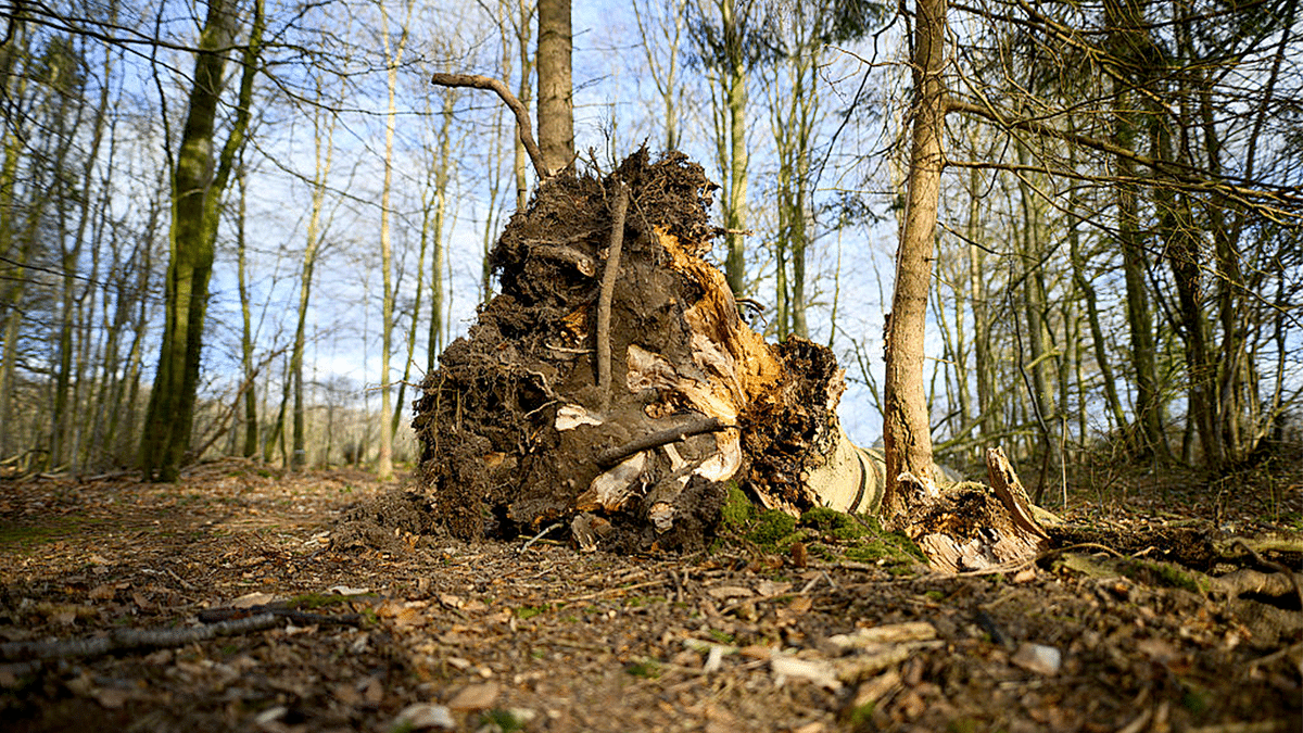 Tree that toppled over in Germany.