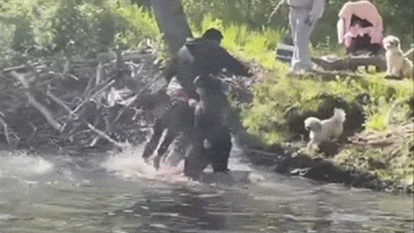 rabid beaver charging boy