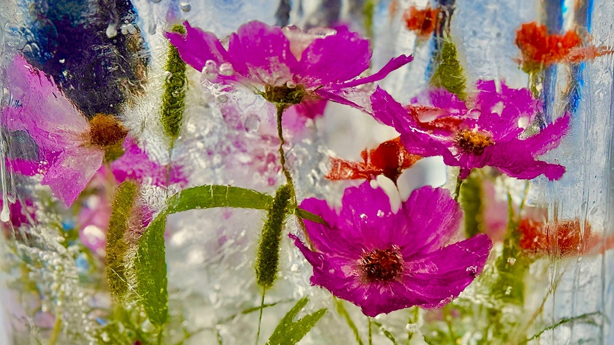 Flowers frozen under a layer of ice