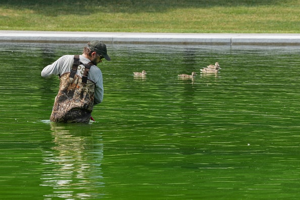 Lincoln Memorial reflecting pool with green algae