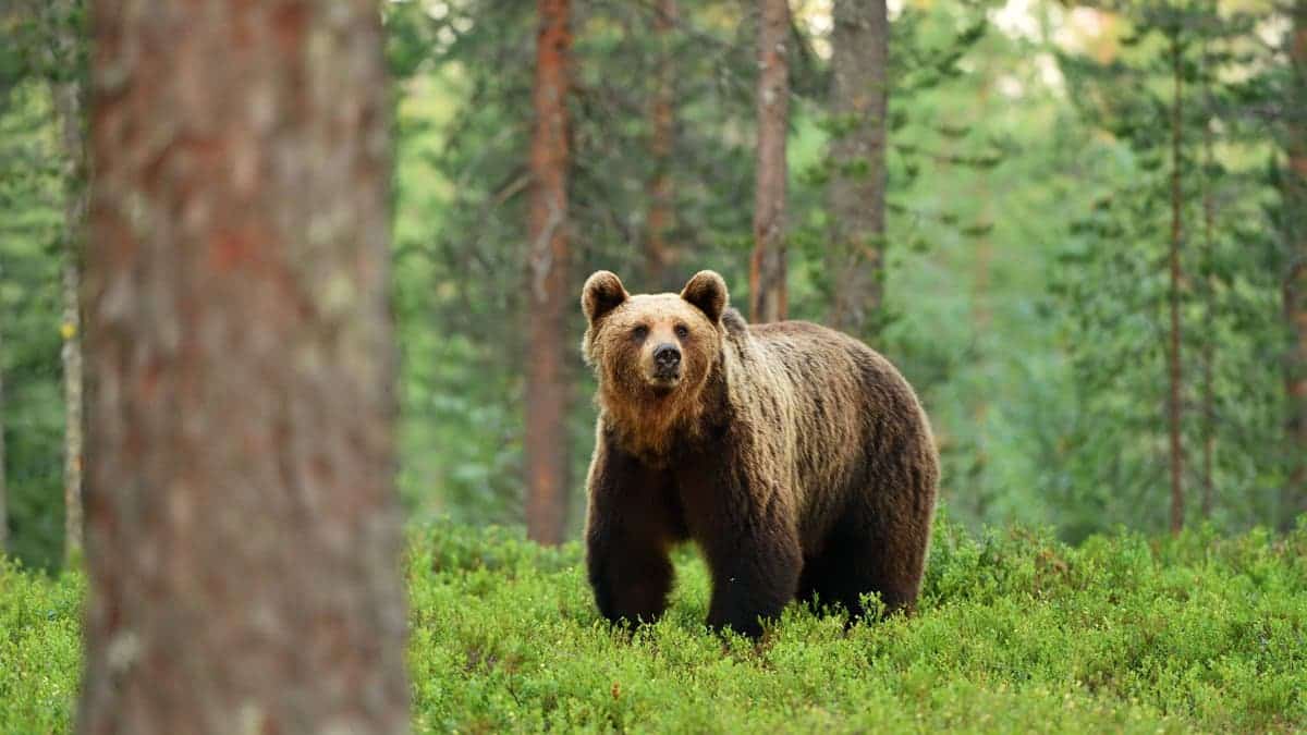 Brown bear standing in a forest landscape