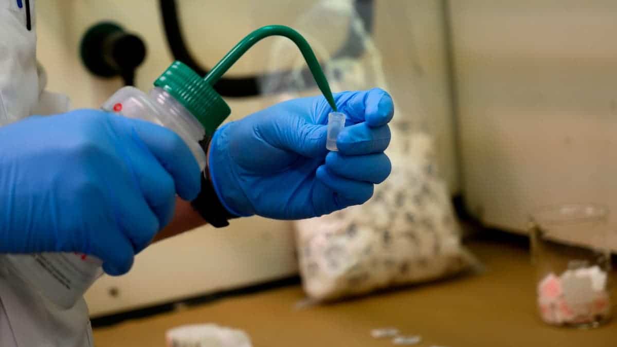 A Drug Enforcement Administration (DEA) chemist checks confiscated powder containing fentanyl at the DEA Northeast Regional Laboratory on October 8, 2019 in New York. - According to US government data, about 32,000 Americans died from opioid overdoses in 2018. That accounts for 46 percent of all fatal overdoses. Fentanyl, a powerful painkiller approved by the US Food and Drug Administration for a range of conditions, has been central to the American opioid crisis which began in the late 1990s. (Photo by Don EMMERT / AFP) (Photo by DON EMMERT/AFP via Getty Images)