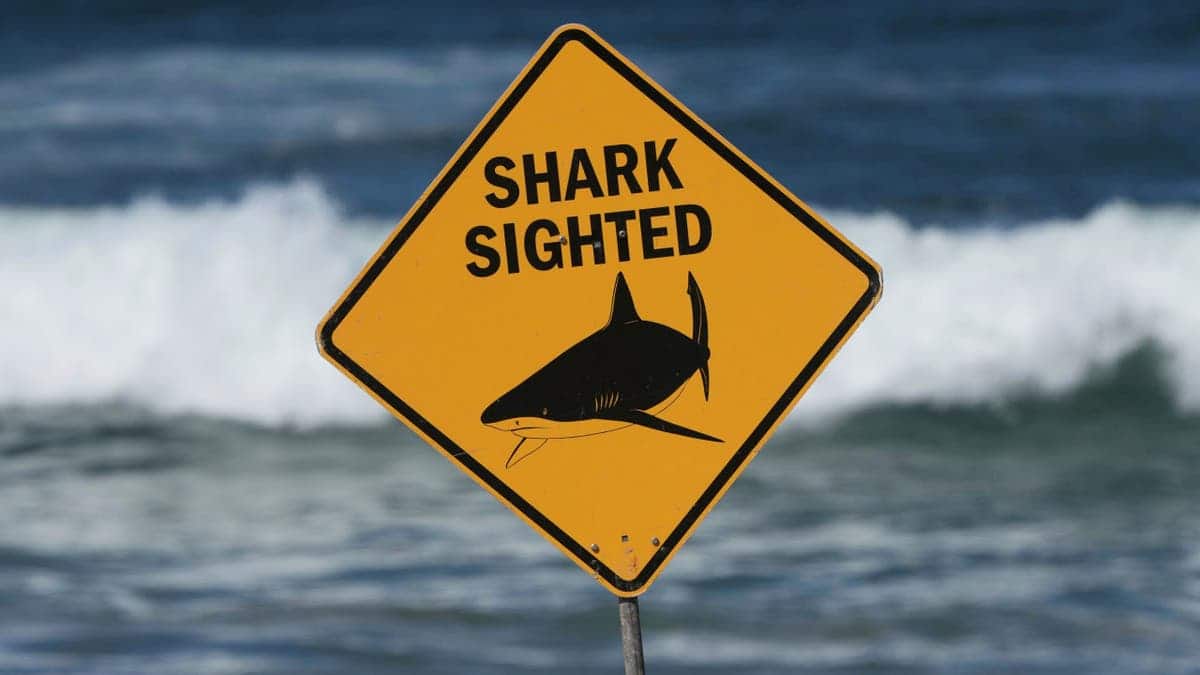 A shark attack warning sign at Dee Why Beach in Sydney