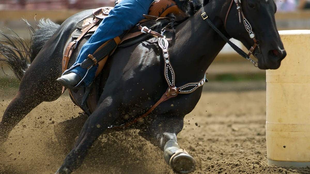 A horse partakes in barrel racing