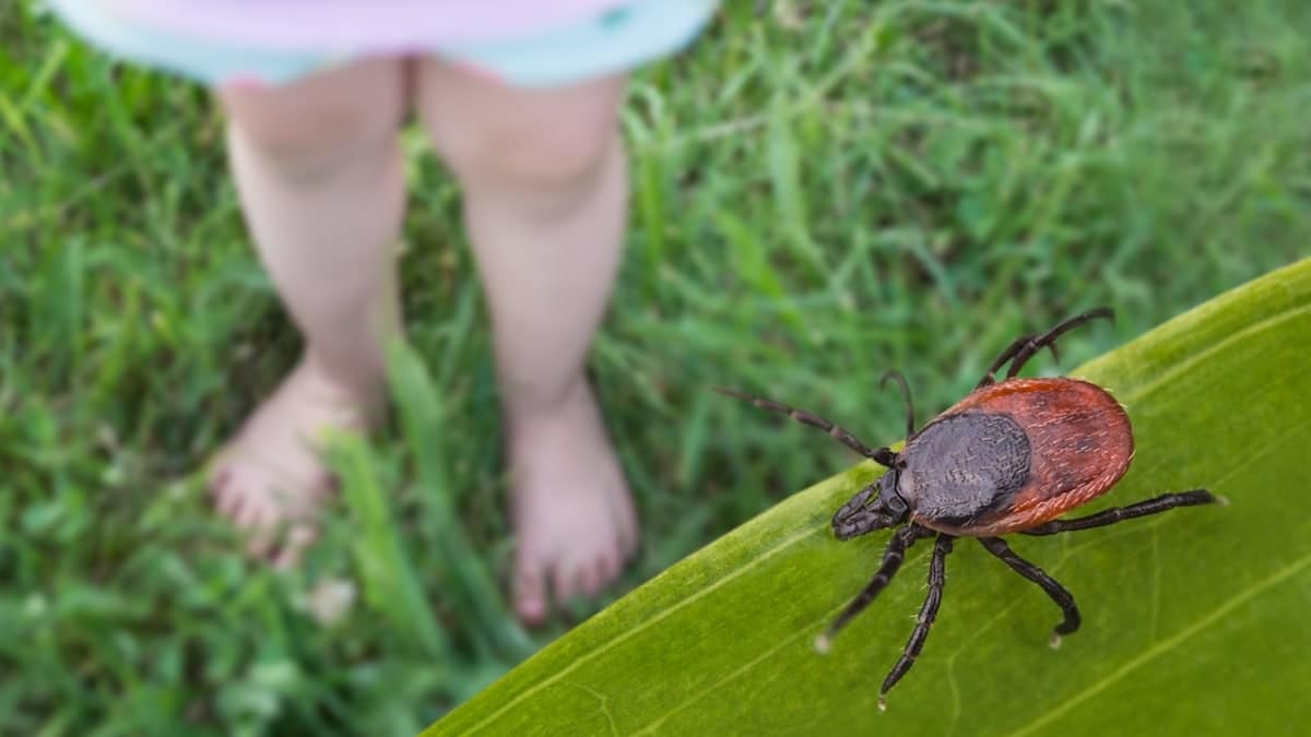 Tick on grass