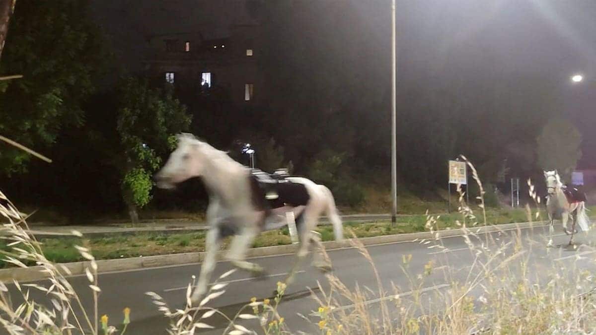 White horse galloping down street