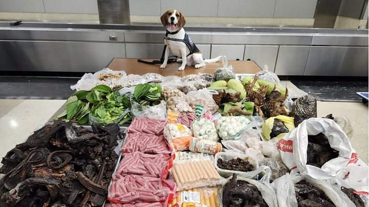 CBP K9 Maisy with seized luggage contents