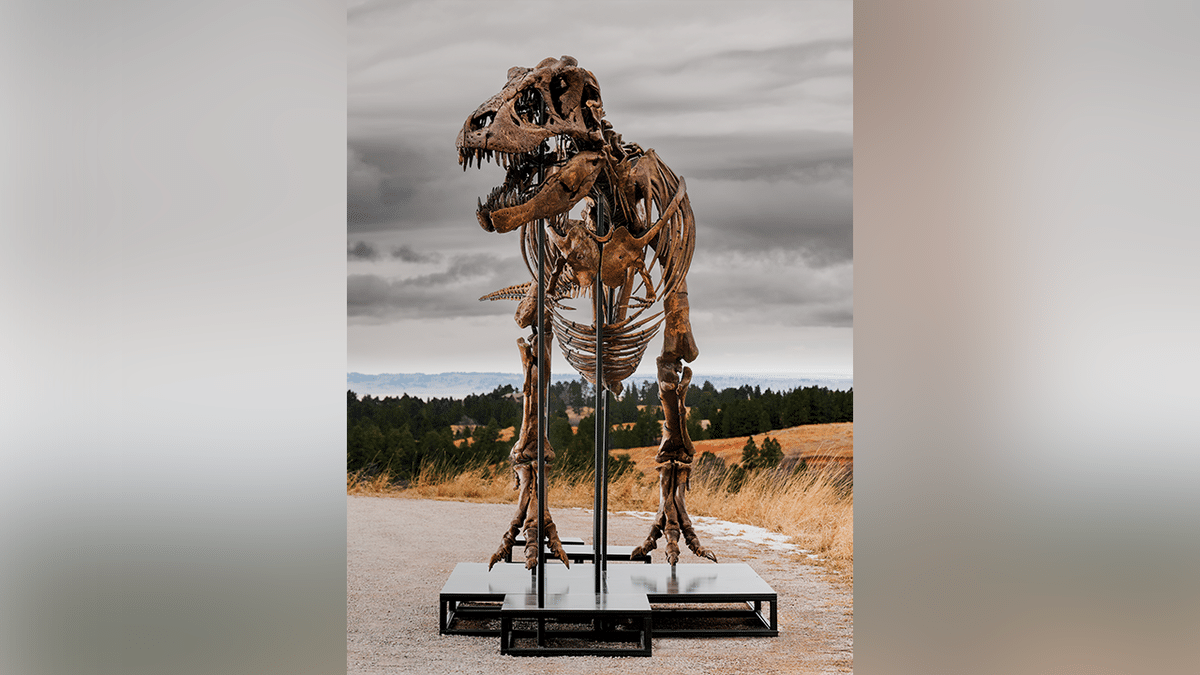 Front view of record-breaking Gus T. rex.