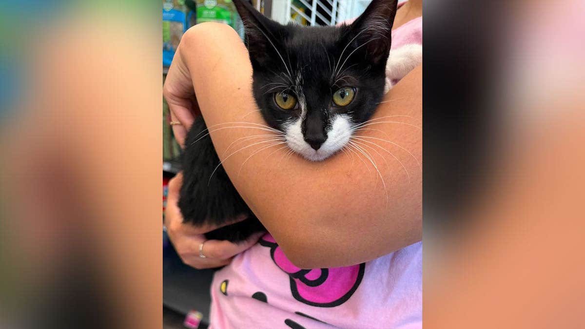 Beltsville Community Cats