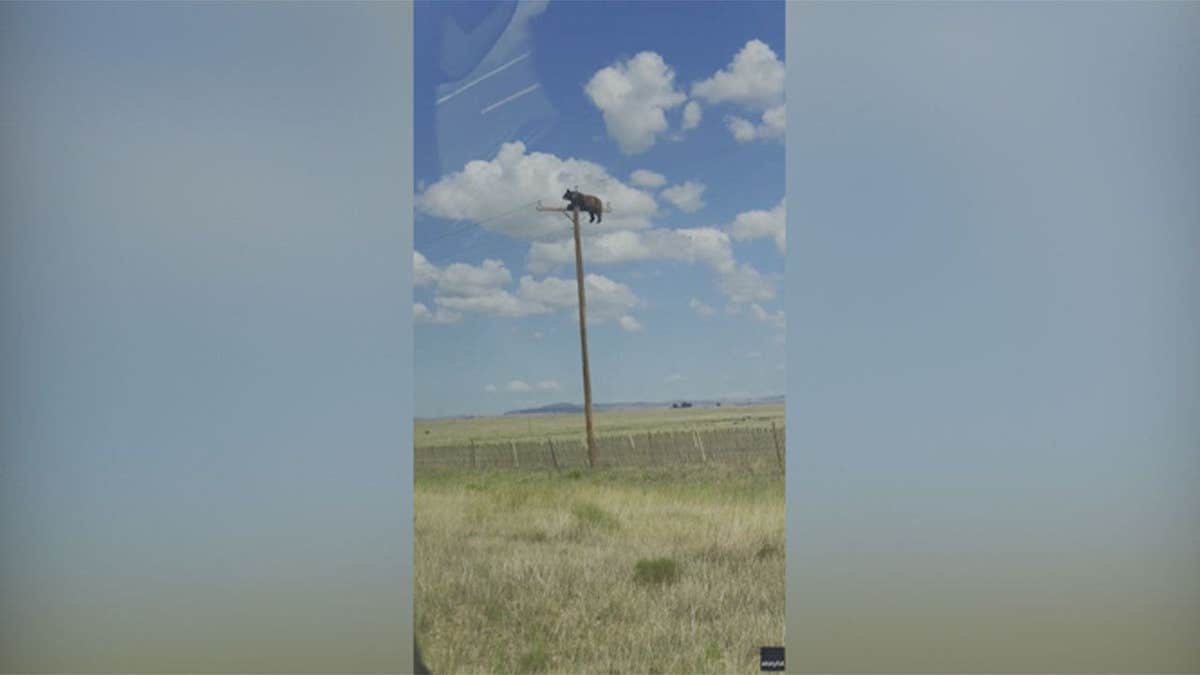 Bear perched atop a utility pole in rural New Mexico after climbing the wooden structure
