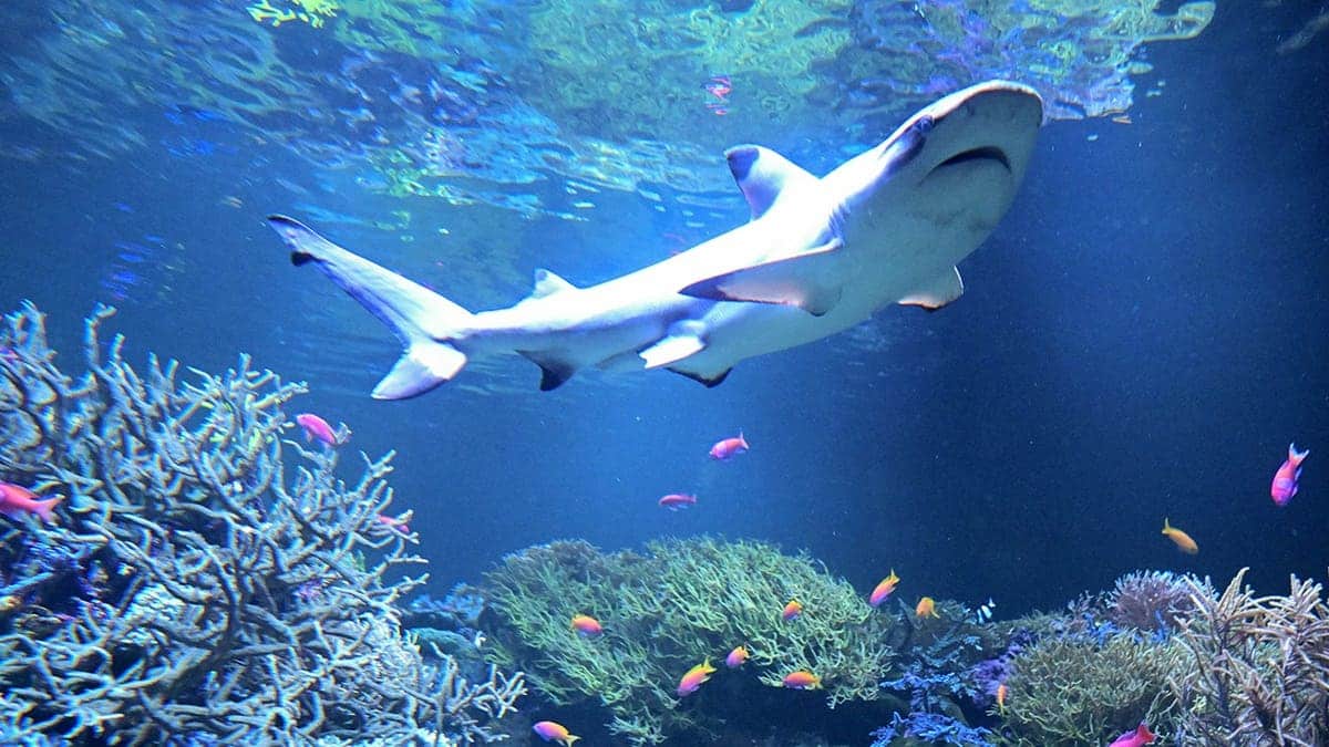 Blacktip reef shark Amadeus swims in an aquarium at the Natural History Museum.