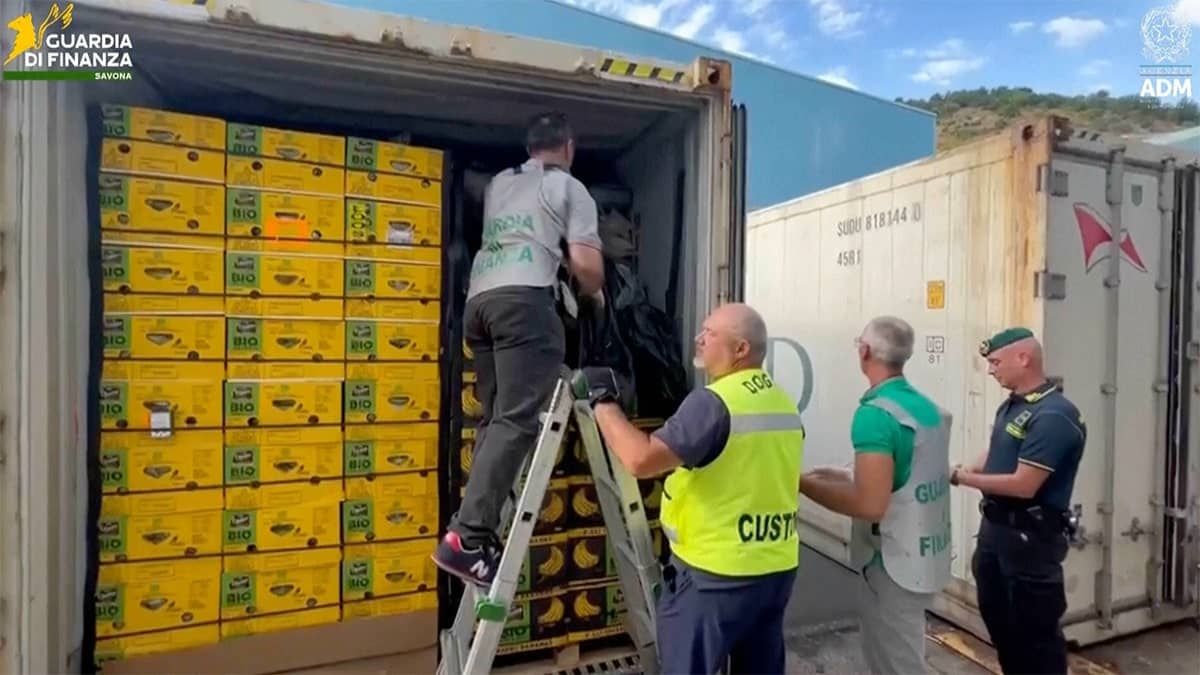 Authorities search shipment of bananas with cocaine concealed