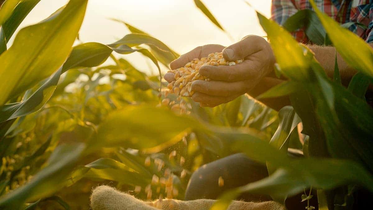A person holds corn kernels in a field.