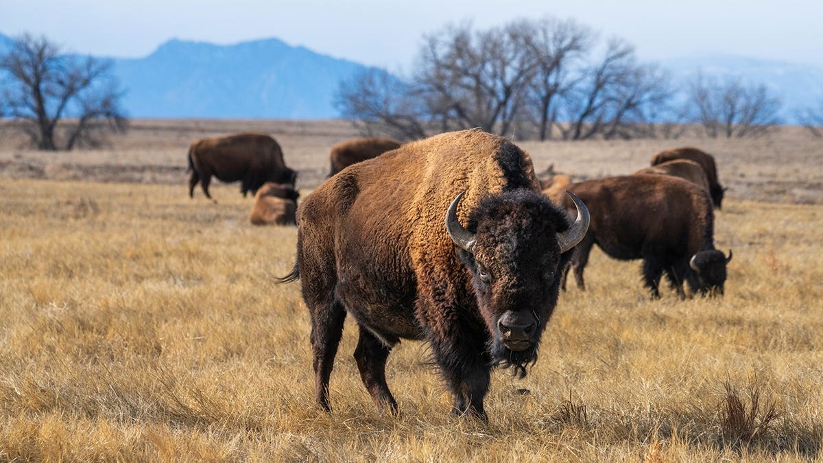 A bison looking straight ahead while other bisons are nearby.